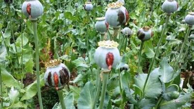 جزئیات بیشتر درباره کشت قانونی خشخاش در ایران