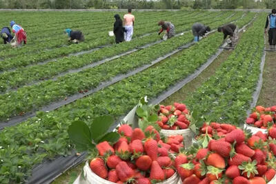 ایران نما | معرفی جاذبه های گردشگری شهرهای ایران(83) «بَهمَنیر»