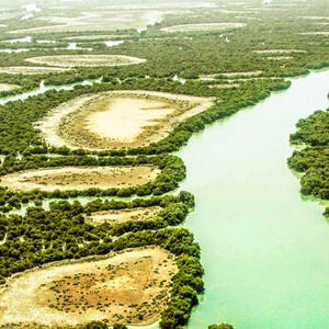 از جنگل زیبای حرا تا جنگل گلستان