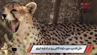 «ایران» یوزپلنگ ماده توران، امسال امکان بارداری ندارد / مداخلات انسانی، بر سیستم باروری ایران تاثیر گذاشته است + فیلم