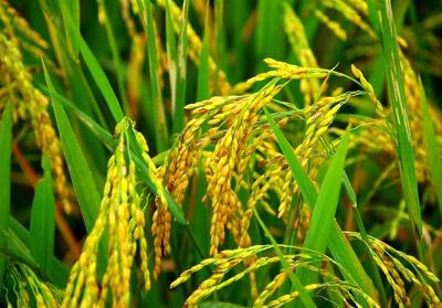 کالاهای اساسی از مالیات بر ارزش افزوده معاف باشند - تسنیم