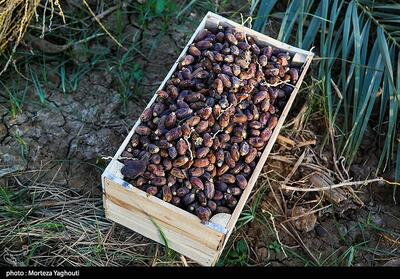 صادرات 395 میلیون دلار خرما در سال گذشته - تسنیم