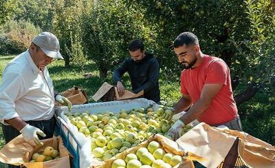 آغاز برداشت سیب از 6200 هکتار باغات کهگیلویه و بویراحمد/ پیش‌بینی تولید 130هزار تن محصول