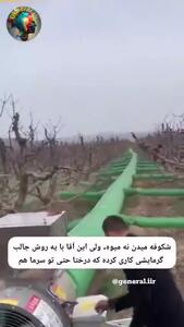 کشاورز چینی که با خلاقیتش در زمستان هم گیلاس تولید می‌کند!