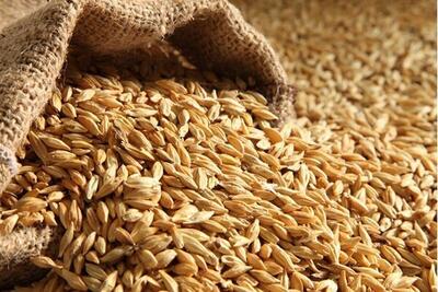 گندمکاران قیمت منطقی را ۳۲۵۰۰ اعلام کردند؛ دولت چه تصمیمی دارد؟