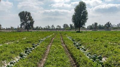 کشت هندوانه پاییزه در جاسک
