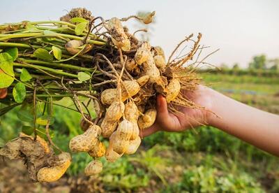 برداشت ۶۰ درصدی بادام زمینی گیلان