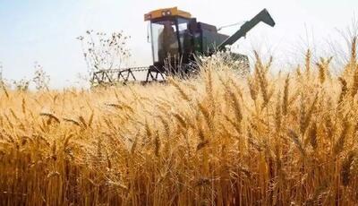 قیمت خرید تضمینی گندم نباید زیر ۳۰ هزار تومان باشد