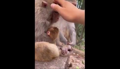 واکنش محافظتی میمون‌ها در برابر تماس دیگران با نوزادانشان (فیلم)