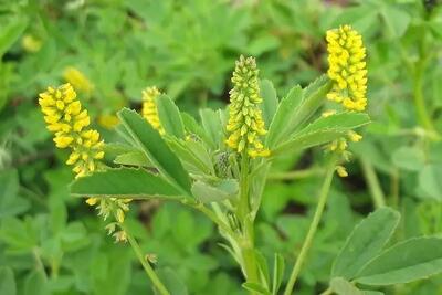 خواص یونجه زرد؛ گیاهی سنتی با پتانسیل مهار آنزیم کلیدی آلزایمر