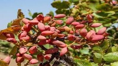 برداشت طلای سبز از کویر قم + فیلم
