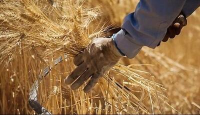 تولید ۴۱ هزار تن بذر اصلاح‌شده گندم در کرمانشاه