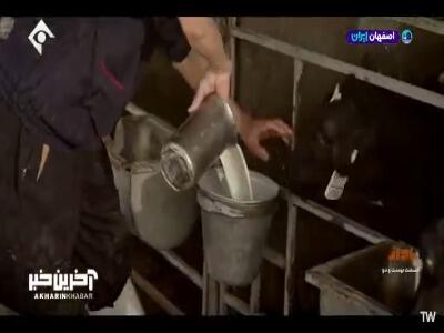 مگه میشه هولشتاین گوساله سیستانی بزاد؟!