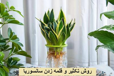 روش تکثیر و قلمه زدن سانسوریا در آب و خاک؛ کدام روش بهتر است؟