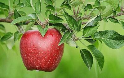 افغانستان و ترکیه به بازار صادرات سیب ایران شبیخون می‌زنند