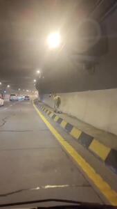 مشاهده یک اسب سرگردان در آزادراه تهران–شمال