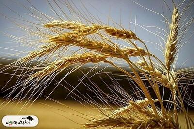 قیمت واقعی گندم اعلام شد