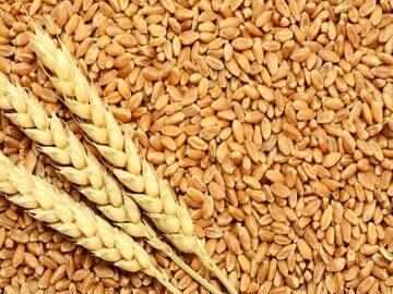نرخ خرید تضمینی گندم یکم مهر مشخص می شود