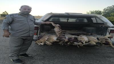 دستگیری شکارچیان غیرمجاز در چاراویماق