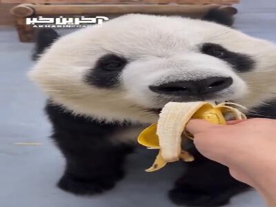 موز خوردن پاندا