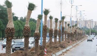  ۸۵۰ نفر نخل در اهواز کاشته می‌شود