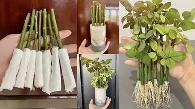 نحوه ریشه زدن و تکثیر گیاهان گل رز !