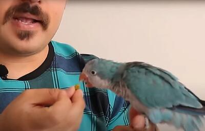 سخنگو کردن انواع طوطی با روش های حرفه ای / طوطی را سخنگو کنید