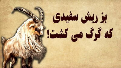 داستان بز گرگ کش | بز ریش سفید جسور و زرنگی که فقط گرگ میکشت!