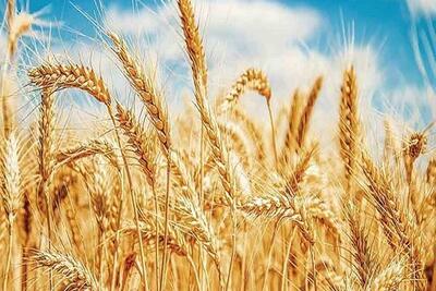 پیشنهاد ۳۰ هزار تومانی اتاق اصناف کشاورزی برای نرخ خرید تضمینی گندم - ایران ویو 24