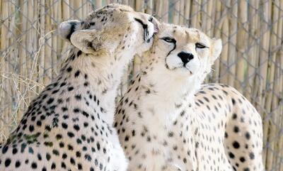 احیای پروژه حفاظت از یوزپلنگ آسیایی بعد از ۶ سال