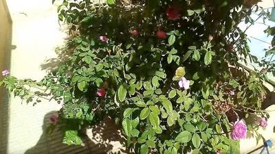 نمایی زیبا از رویش گل محمدی و سیب در شهرک البرز شاهرود + فیلم
