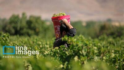 تکاپوی زندگی در میان تاک‌های بجنورد