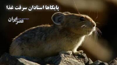 دزدی در روز روشن / از کار طاقت‌فرسا تا سرقت حساب‌شده (فیلم)