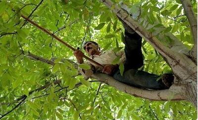 گردو تکانی در این شهر کشته و مصدوم داد
