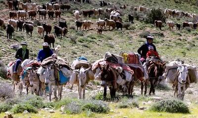 آغاز کوچ پاییزه و قشلاقی خانوارهای عشایری قزوین