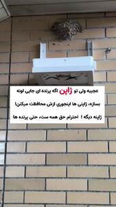 لانه پرندگان در ژاپن