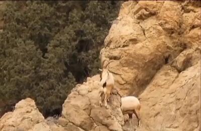 فیلم نبرد دیدنی بزهای کوهی در کوهستان