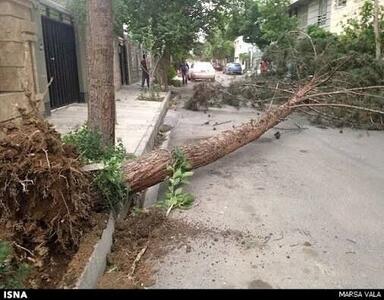 هشدار به شهروندان اصفهانی در مورد خطر سقوط درختان خشکیده