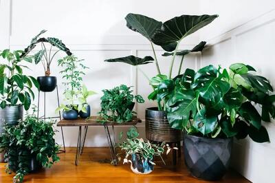 ۶ گیاه آپارتمانی عالی برای استفاده در اتاق خواب