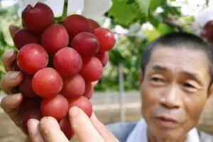 خبر جدید؛ فروش خوشه انگور 27 میلیون تومانی در ژاپن (عکس)