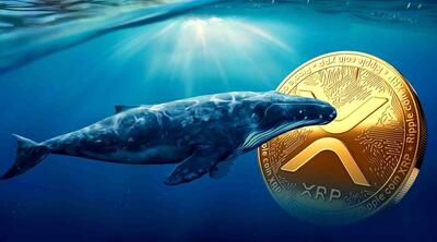 انباشت ۳۰ میلیون XRP توسط نهنگ‌ها در ۲۴ ساعت! سرمایه‌گذاران بزرگ چه نقشه‌ای دارند؟