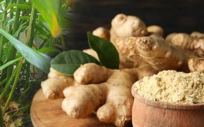 نقش زردچوبه و زنجبیل در کاهش التهاب؛ خواص و میزان مصرف مجاز