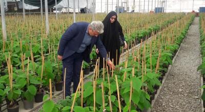 بازدید علمی از نهالستان دانش‌بنیان کیوی بدون خاک