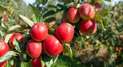 پیش‌ بینی برداشت ۶۰ هزار تن سیب؛ سهم بزرگ باغداران مرکزی در بازار میوه
