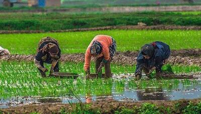 برداشت خوشه‌های طلایی برنج در گیلان به پایان رسید