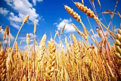 تاخیر دوباره در قیمت‌گذاری گندم