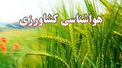 هشدار پایش مزارع نسبت به آفت برگ خوار پاییزه به کشاورزان