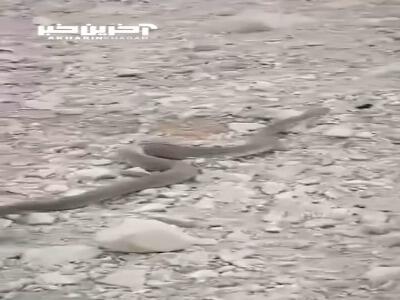 ورود عجیب مار به کاپوت خودرو