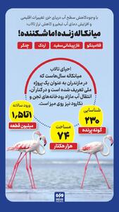 اینفوگرافی/ بازگشت پرندگان به میانکاله زنده، اما شکننده! | اقتصاد24