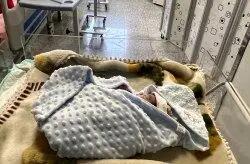 کودکی که با تلاش تیم امداد دریایی درمسیر چارک به کیش متولد شد